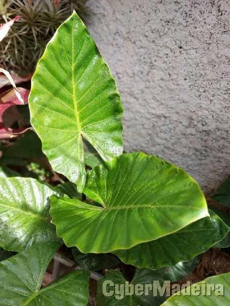 Planta ornamental