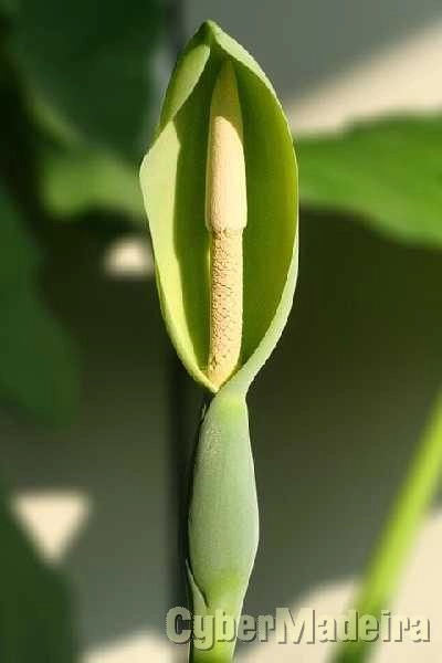 Planta ornamental