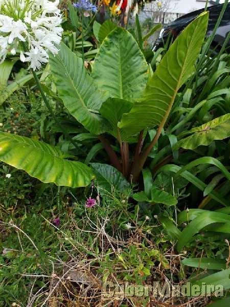 Planta ornamental