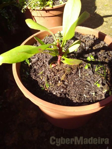 Próteas diversas
