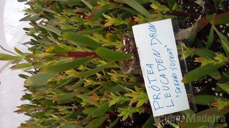 Próteas diversas