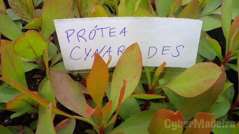 Próteas diversas