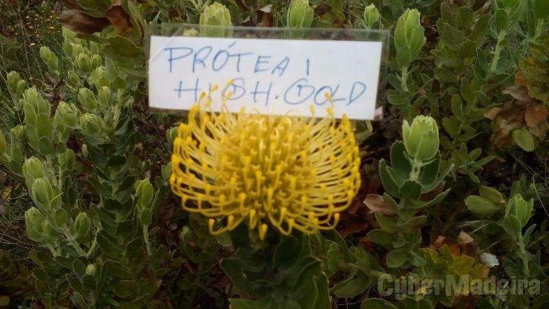 Próteas diversas