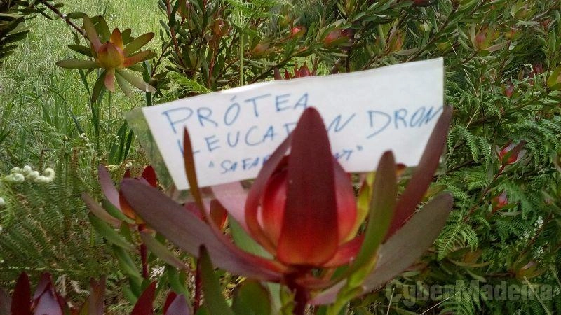 Próteas diversas