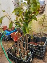 Plantas de Guanábana (Graviola)