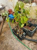 Plantas de Guanábana (Graviola)