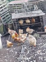 Galinhas de campo