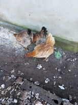 Galinhas de campo