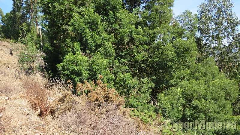 Terreno T0 para Venda Câmara de Lobos, Jardim da Serra