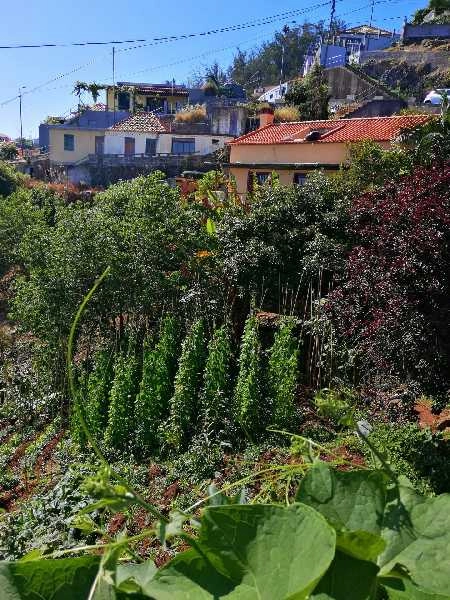 Terreno T0 para Venda São Gonçalo, Boa Nova