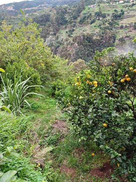 Terreno T0 para Venda Santa Cruz, Morena