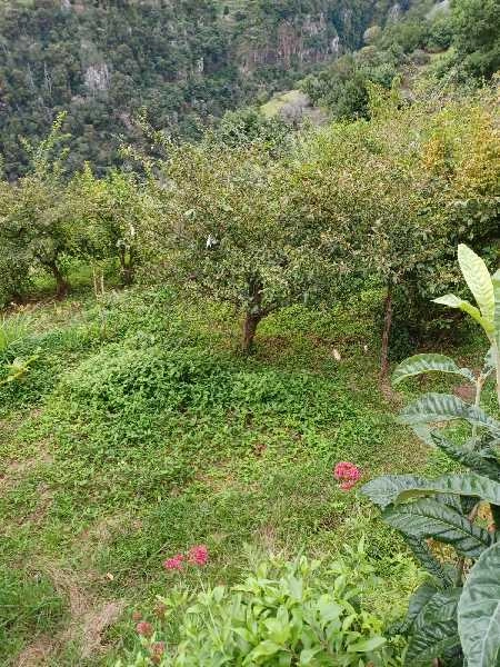 Terreno T0 para Venda Santa Cruz, Morena