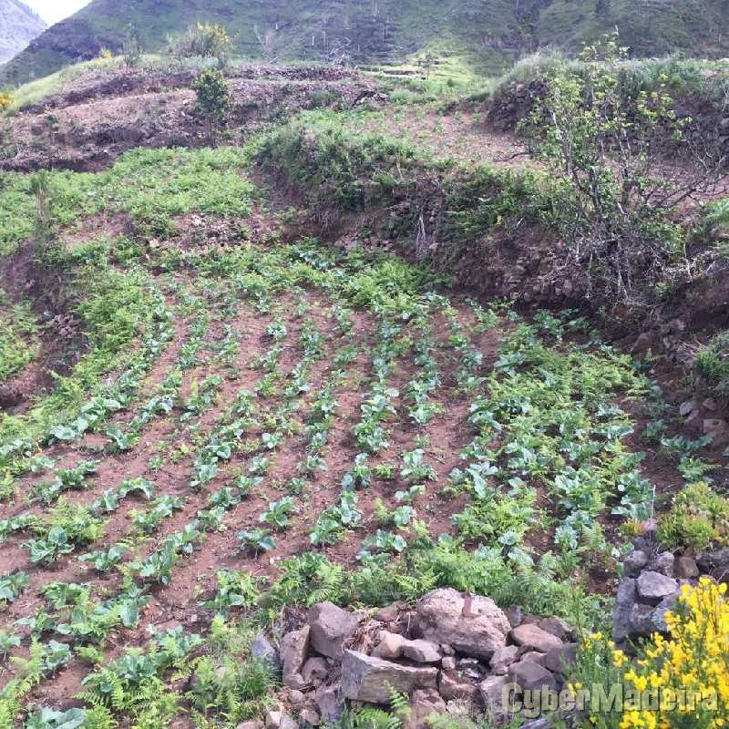 Terreno T0 para Venda Serra de Água, Fajã dos Vinháticos
