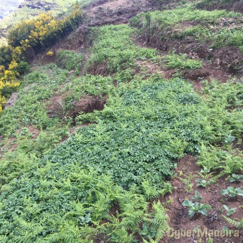 Terreno T0 para Venda Serra de Água, Fajã dos Vinháticos