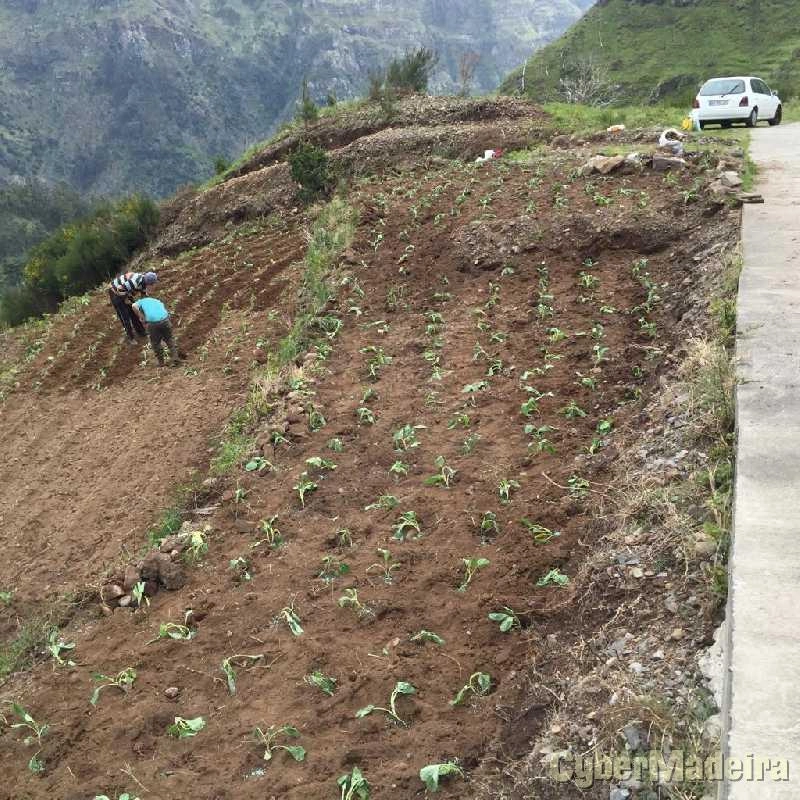 Terreno T0 para Venda Serra de Água, Fajã dos Vinháticos