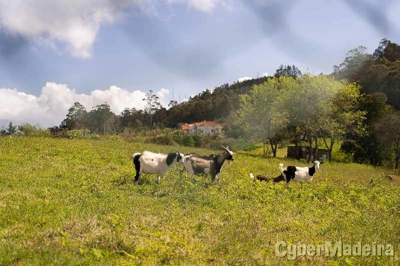 Terreno T3 para Venda Santana, Santana