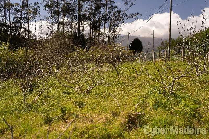 Terreno T3 para Venda Santana, Santana