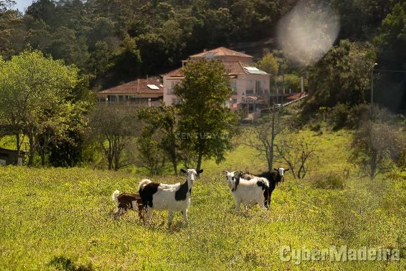 Terreno T3 para Venda Santana, Santana