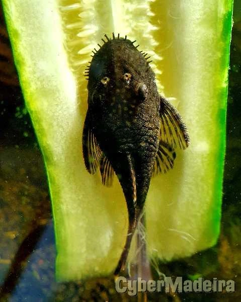 Vendo peixes ancistrus Outros