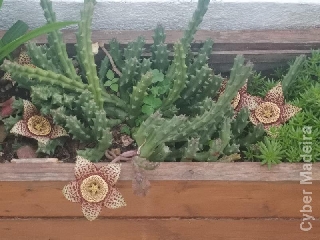 Suculentas