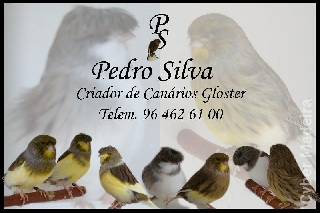 Canários Gloster