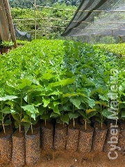 Plantas/Mudas de café ArábicaL