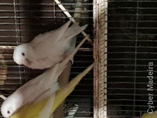 Casal roseicollis Roseicollis