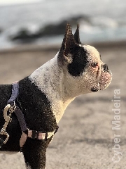 Bulldog Francês Bulldog