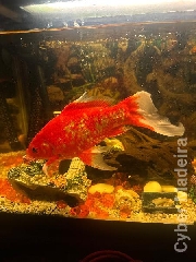 Peixe de aquário ou de lago 
