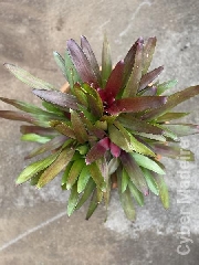 Bromélia Neoregelia