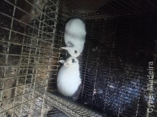 Últimos coelhos anoes