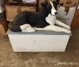 Escultura de Câo feita a mâo