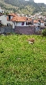 vendo cabra