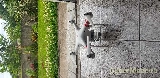 dji phantom 3 