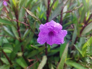 Petúnia mexicana (Ruellia simplex)