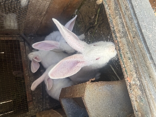 Coelhos californianos cruzado com Nova Zelândia 