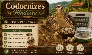 codornizes