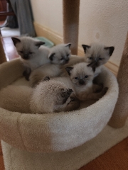 Gatos siames Siamês