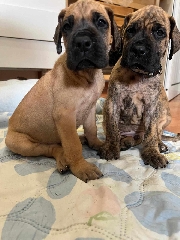 Dogue Alemão dourado Dogue Alemão