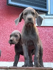 Dogue Alemão Dogue Alemão