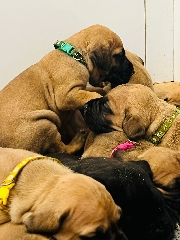 Dogue Alemão Dogue Alemão