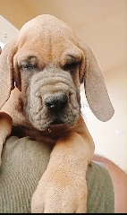Dogue Alemão Dogue Alemão