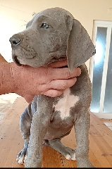 Cachorros Dogue alemao Dogue Alemão