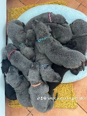 Cachorros Dogue alemao Dogue Alemão