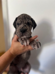 Dogue Alemão preto  Dogue Alemão 