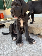 Dogue Alemão preto Dogue Alemão 
