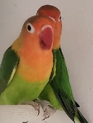 Agapornis  Agapornis Fishers  