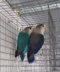 Casal Fischers azuis 