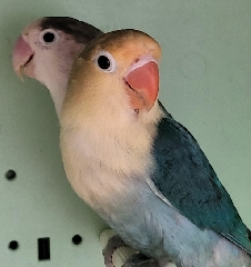 Fischeri yellon x azul Agapornis Fishers  