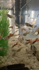 Guppys machos e fêmeas Guppys 